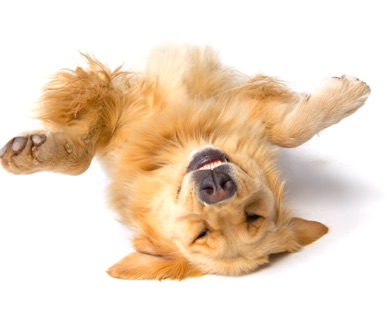 dog walker call us on 0800 748 837